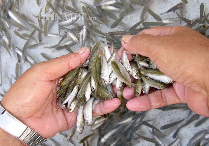 Khac khoai mua vot ca non khi nuoc noi o mien Tay-Hinh-2