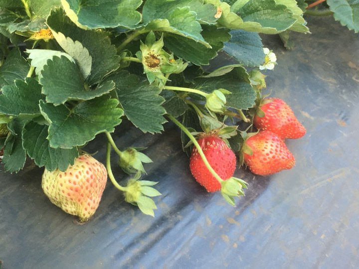 Nhờ áp dụng khoa học kỹ thuật vào trồng trọt, nên chất lượng dâu tây của gia đình ông Tý luôn bảo đảm chất lượng.