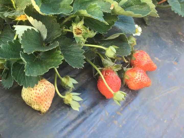 Nhờ áp dụng khoa học kỹ thuật vào trồng trọt, nên chất lượng dâu tây của gia đình ông Tý luôn bảo đảm chất lượng.