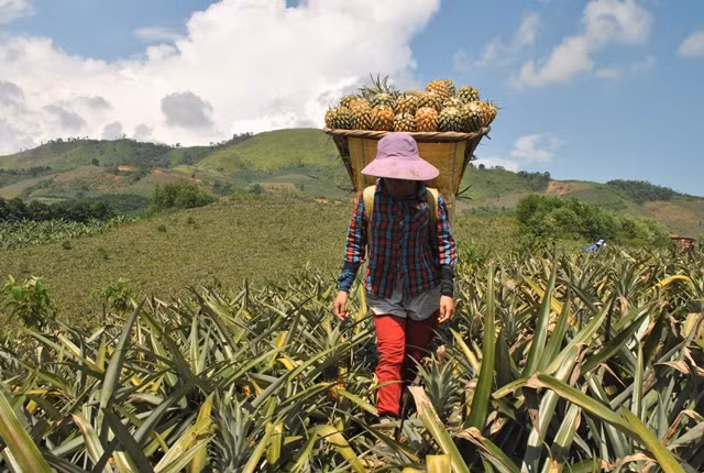 Khoảng tháng 6, tháng 7 hàng năm bà con trên địa bàn xã Bản Lầu, huyện Mường Khương lại tấp nập bước vào mùa thu hoạch dứa.