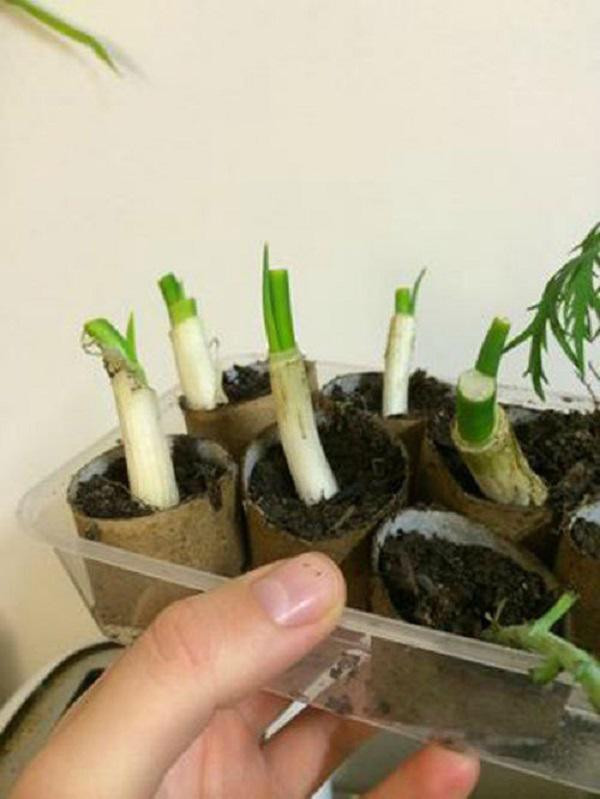 Meo trong hanh trong loi giay ve sinh de co hanh la an quanh nam-Hinh-2