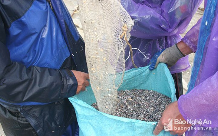 Ốc cườm hiện có giá 10.000 đồng/kg, nếu gỡ ruột ra giá sẽ lên tới 80.000 đồng/kg.