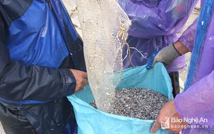 Ốc cườm hiện có giá 10.000 đồng/kg, nếu gỡ ruột ra giá sẽ lên tới 80.000 đồng/kg.