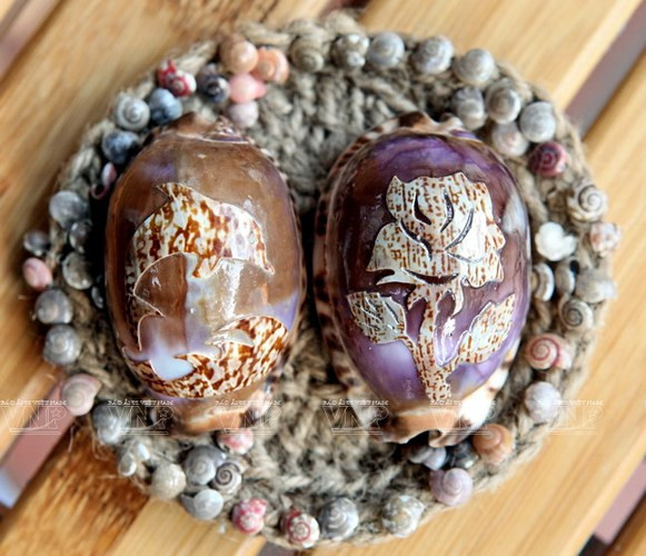 Không chỉ dùng để ăn, ốc cườm sau khi gỡ ruột, vỏ còn được bán cho các đại lý thu mua làm trang sức.