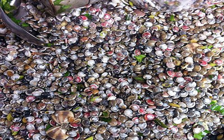 Ốc cườm thường xuất hiện từ thành Giêng đến tháng 4 âm lịch.
