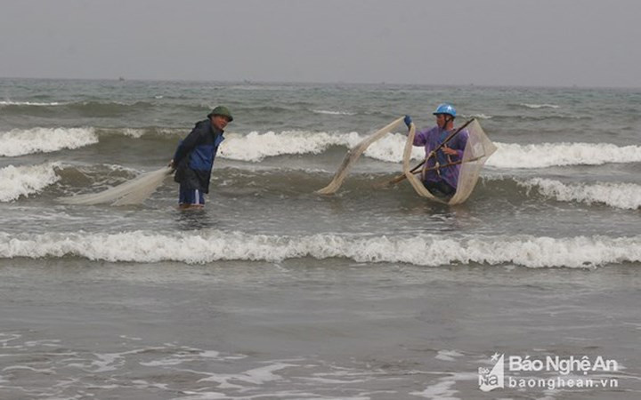 Gần đây, ốc cườm xuất hiện rất nhiều nên người dân ở xã Quỳnh Lương đang tập trung tìm bắt.