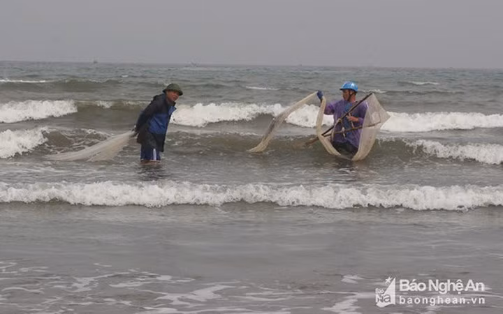 Gần đây, ốc cườm xuất hiện rất nhiều nên người dân ở xã Quỳnh Lương đang tập trung tìm bắt.