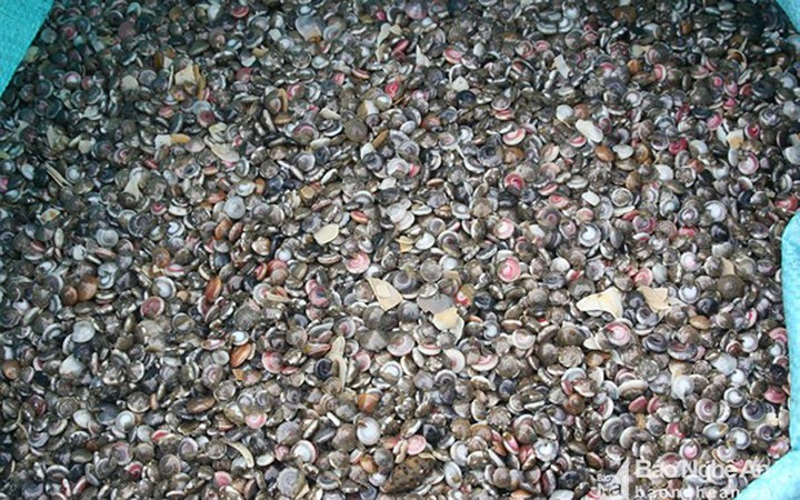 Ngư dân huyện Quỳnh Lưu (Nghệ An) hiện đang tập trung đánh bắt loài ốc cườm với hàng tấn mỗi ngày, bán thu tiền triệu.