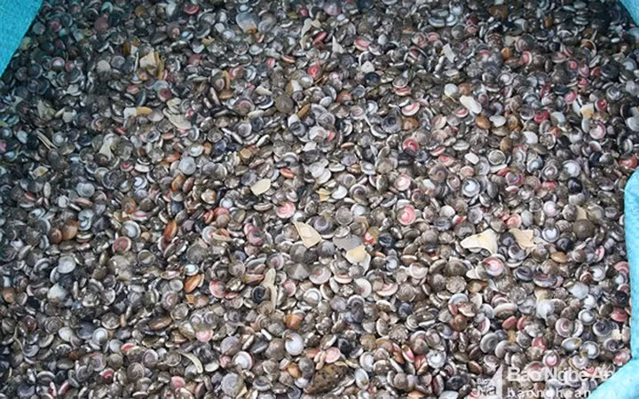 Ngư dân huyện Quỳnh Lưu (Nghệ An) hiện đang tập trung đánh bắt loài ốc cườm với hàng tấn mỗi ngày, bán thu tiền triệu.