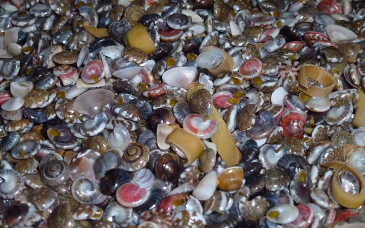 Dụng cụ săn ốc cườm cũng giống như săn ngao biển; phải có lớp kim loại mỏng được gắn vào 2 cán tre, bên ngoài được bọc một lớp lưới dày. Khi ra biển, người dân thường cầm 2 đầu cán cào thật mạnh xuống lớp cát để tìm, ốc cườm sẽ lọt vào trong lưới.