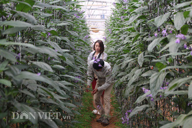 Chủ vườn dẫn khách đi tham quan khu vườn trồng dưa thử nghiệm của mình. "Đối với giống cây mới này, tôi đang trồng thử nghiệm nên không dùng bất cứ loại thuốc gì, chỉ châm phân và nước sạch qua hệ thống tưới nhỏ giọt. Loại cây này cần rất nhiều ánh sáng nên tôi và các công nhân phải thường xuyên tỉa lá để thông thoáng, tuy nhiên thời điểm hiện tại tỉ lệ đậu quả vẫn chưa cao. Ảnh: Văn Long.