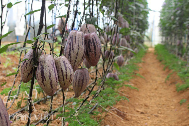 Những chùm dưa rất đẹp và bắt mắt, được áp dụng tưới, châm phân qua hệ thống nhỏ giọt. Ảnh: Văn Long.