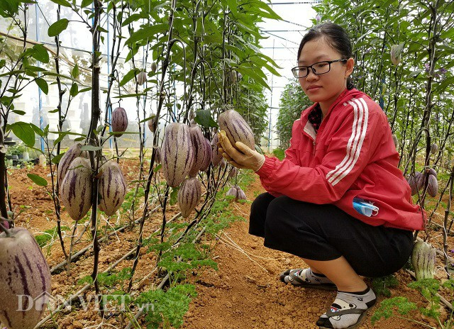 Nhân công thường xuyên phải chăm sóc tỉ mỉ cho những gốc dưa độc đáo trong vườn. Loại dưa pepino sọc tím này có thời gian sinh trưởng chậm khoảng 5 tháng, so với giống dưa vàng là 4 tháng. Đây là loại cây lâu năm, tuổi đời khoảng 2 năm. Hiện nay, anh Định có thể sử dụng cách nhân giống vô tính để giảm bớt chi phí khi trồng với diện tích và số lượng lớn. Ảnh: Văn Long.