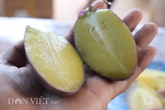 Dưa pepino rất giàu chất dinh dưỡng, ngọt và dai hơn dưa pepino vàng. Đây là loại quả nhiều nước với hàm lượng calo thấp nhưng giàu khoáng chất và vitamin, ít đường và nhiều chất xơ. Không những thế, dưa pepino tím còn cung cấp chất chống oxy hóa, dễ dàng tiêu hóa giúp giảm táo bón và xoa dịu vết loát dạ dày. Thường xuyên ăn dưa pepino tím sẽ giúp cơ thể giảm được một lượng cholesterol trong cơ thể, làm sạch đường máu. Ảnh: Văn Long.