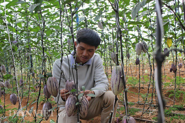 Những trái dưa lớn có thể đạt đến trọng lượng 500gram. "Sắp tới, tôi sẽ tiếp tục trồng 500m2 dưa tím để phục vụ cho thị trường Tết, bởi loại cây này rất bắt mắt, lạ và độc đáo", kỹ sư trẻ cho biết. Ảnh: Văn Long.
