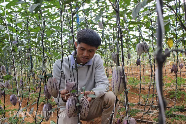 Những trái dưa lớn có thể đạt đến trọng lượng 500gram. "Sắp tới, tôi sẽ tiếp tục trồng 500m2 dưa tím để phục vụ cho thị trường Tết, bởi loại cây này rất bắt mắt, lạ và độc đáo", kỹ sư trẻ cho biết. Ảnh: Văn Long.