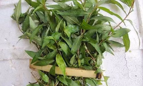 Đắp mặt nạ rau răm cũng có tác dụng trị sẹo thâm, nám và tàn nhanh một cách nhanh chóng.