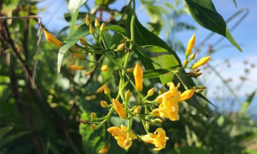 Thời gian gần đây, nhiều người trẻ ở các huyện miền núi tỉnh Quảng Nam tìm đến lá ngón tự tử (Ảnh minh họa)