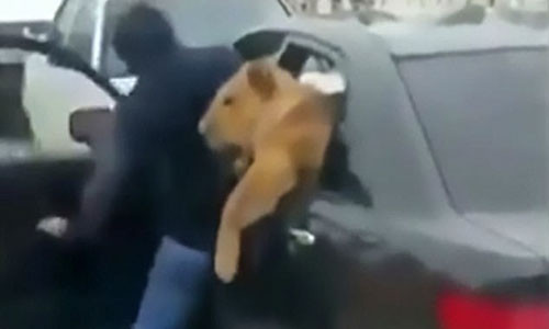 Con sư tử thò đầu khỏi xe hơi của Yakub.