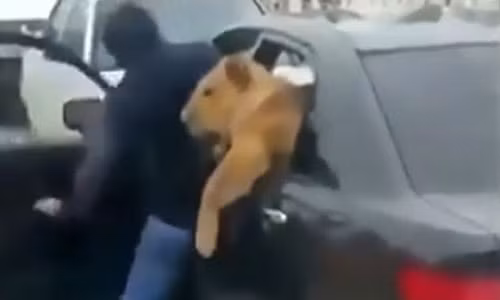 Con sư tử thò đầu khỏi xe hơi của Yakub.