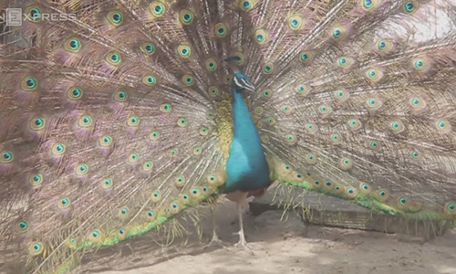 Cận cảnh một chim công đang trổ mã của trại nhà anh Toản. Ảnh: VnExpress.