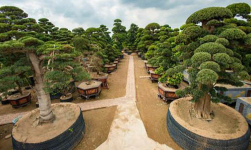 Dieu cay dang tai vuon cay 2.000 ty cua Tram Be