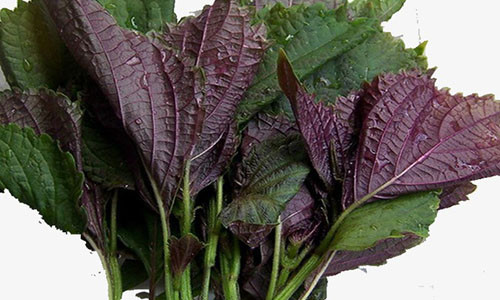 Cách làm trắng da nhanh nhất trong 3 ngày bằng lá tía tô - Ảnh: Internet