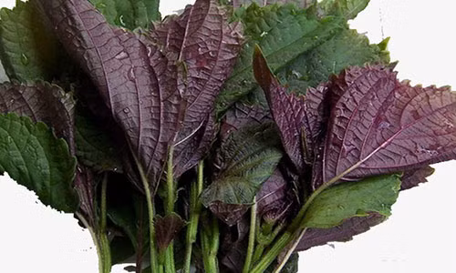 Cách làm trắng da nhanh nhất trong 3 ngày bằng lá tía tô - Ảnh: Internet