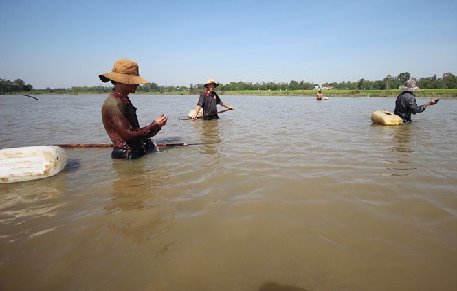 Nhóm thợ dàn thành hàng ngang bắt lươn trên sông Đầm, TP Tam Kỳ.