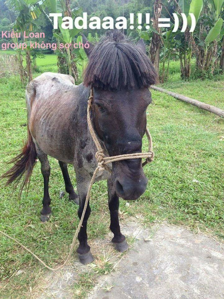 Những vụ việc như vậy khiến dân mạng hết lần này đến lần khác phải phì cười và mới đây, một câu chuyện tương tự lại tiếp tục khiến “500 anh em” không thể không chú ý. Cụ thể, trên một số diễn đàn mạng lan truyền bức ảnh chú ngựa được cắt tỉa phần bờm trước mặt khiến ai nấy đều bật cười. Đoạn mái bờm này bị chủ nhân của nó tạo dáng tới 3 lần thành 3 mẫu tóc khác nhau, khi thì xõa xượi, che hết mắt, lúc lại cắt thành chẻ đôi rồi mái ngố.