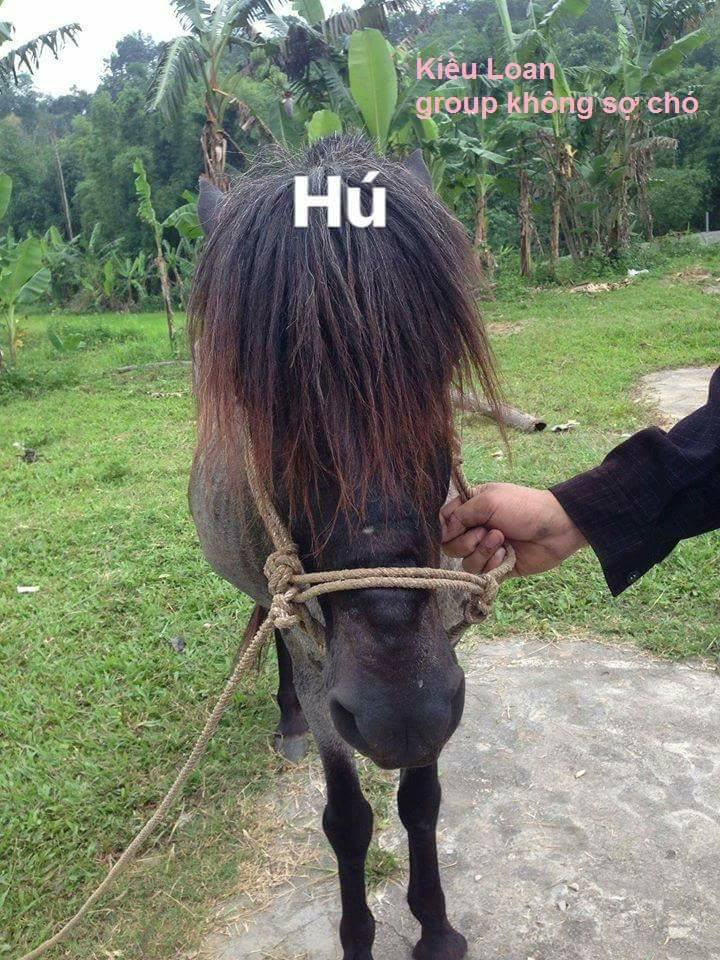 Đi cùng những hình ảnh hài hước này là dòng chú thích: “Khi bạn có ngựa và bạn lại đang học cắt tóc”… Chắc chắn, “chủ thớt” đã đem vật nuôi của mình ra làm thí nghiệm đầu tay. Tuy nhiên, vì tay nghề còn hạn chế nên tất cả các kiểu tóc của chú ngựa đều không đẹp cho lắm. Sau khi “biến hình” hết lần này đến lần khác, trông chú ngựa vẫn khá bô nhếch và tội nghiệp. Trong khi chủ nhân say sưa cắt tóc thì hẳn là “thú cưng” này không lấy gì làm hạnh phúc cho lắm. 3 bức ảnh chụp cùng một chú ngựa với các góc cảnh có hơi chệch nhau một chút khiến ai nấy đều tin rằng, chắc chắn chủ nhân của nó đã rất vất vả mới hoàn thành việc tạo mẫu tóc cho nó. Bên cạnh đó, việc xoay dịch bối cảnh khiến dân mạng cũng đạp tan nghi vấn đây chỉ là sản phẩm công nghệ của các “thánh photoshop”. Ngay sau khi chia sẻ, những bức ảnh này đã nhận được sự quan tâm của nhiều người. Hầu hết mọi người đều để lại những bình luận vui vẻ, hài hước.