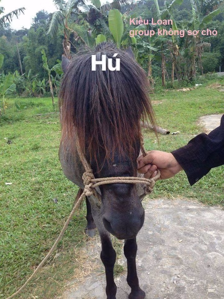 Đi cùng những hình ảnh hài hước này là dòng chú thích: “Khi bạn có ngựa và bạn lại đang học cắt tóc”… Chắc chắn, “chủ thớt” đã đem vật nuôi của mình ra làm thí nghiệm đầu tay. Tuy nhiên, vì tay nghề còn hạn chế nên tất cả các kiểu tóc của chú ngựa đều không đẹp cho lắm. Sau khi “biến hình” hết lần này đến lần khác, trông chú ngựa vẫn khá bô nhếch và tội nghiệp. Trong khi chủ nhân say sưa cắt tóc thì hẳn là “thú cưng” này không lấy gì làm hạnh phúc cho lắm. 3 bức ảnh chụp cùng một chú ngựa với các góc cảnh có hơi chệch nhau một chút khiến ai nấy đều tin rằng, chắc chắn chủ nhân của nó đã rất vất vả mới hoàn thành việc tạo mẫu tóc cho nó. Bên cạnh đó, việc xoay dịch bối cảnh khiến dân mạng cũng đạp tan nghi vấn đây chỉ là sản phẩm công nghệ của các “thánh photoshop”. Ngay sau khi chia sẻ, những bức ảnh này đã nhận được sự quan tâm của nhiều người. Hầu hết mọi người đều để lại những bình luận vui vẻ, hài hước.