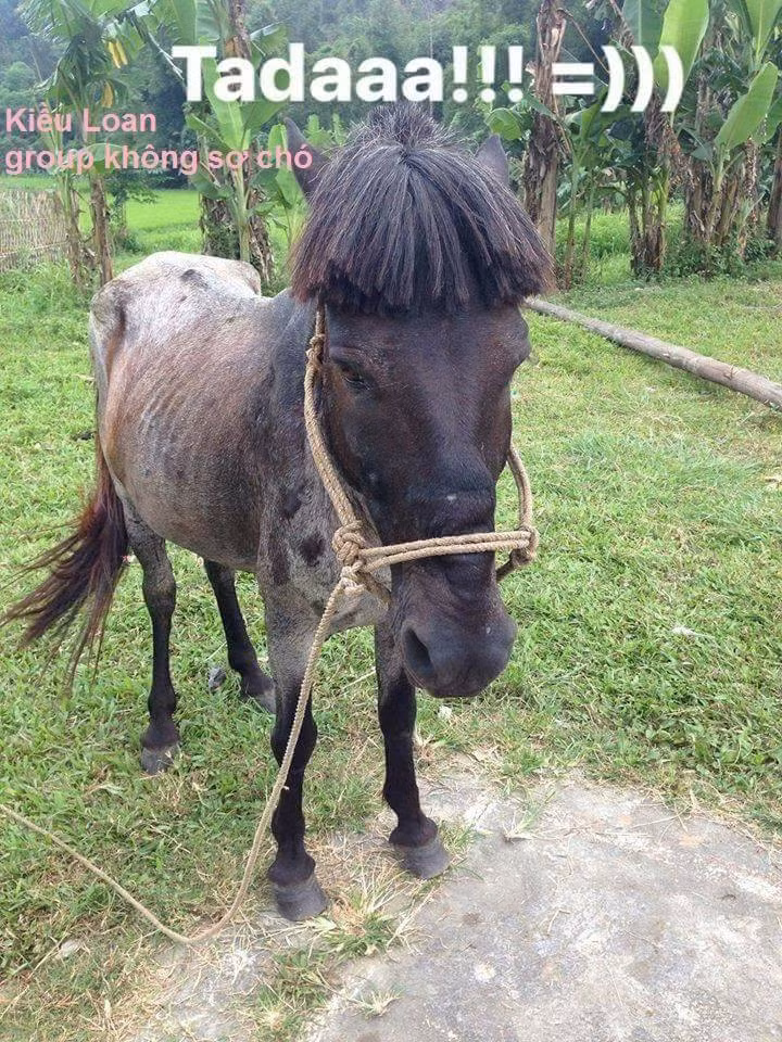 Những vụ việc như vậy khiến dân mạng hết lần này đến lần khác phải phì cười và mới đây, một câu chuyện tương tự lại tiếp tục khiến “500 anh em” không thể không chú ý. Cụ thể, trên một số diễn đàn mạng lan truyền bức ảnh chú ngựa được cắt tỉa phần bờm trước mặt khiến ai nấy đều bật cười. Đoạn mái bờm này bị chủ nhân của nó tạo dáng tới 3 lần thành 3 mẫu tóc khác nhau, khi thì xõa xượi, che hết mắt, lúc lại cắt thành chẻ đôi rồi mái ngố.