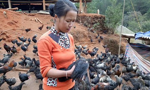 Đàn gà đen hàng nghìn con của chị Sênh con nào, còn nấy khỏe mạnh, lớn nhanh.