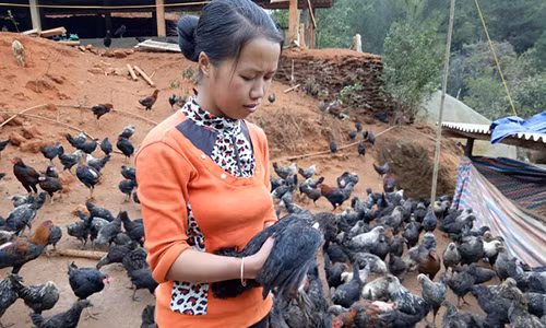 Đàn gà đen hàng nghìn con của chị Sênh con nào, còn nấy khỏe mạnh, lớn nhanh.