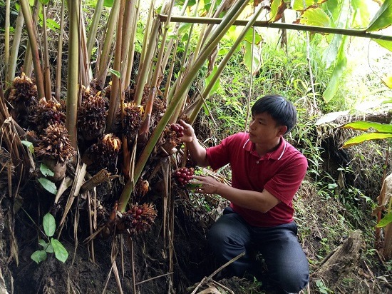 Vài năm trở lại đây, cây thảo quả đang trở thành cây trồng chính cho hiệu quả kinh tế cao, thay thế cây ngô, lúa nương năng suất thấp cho bà con Nậm Khắt.