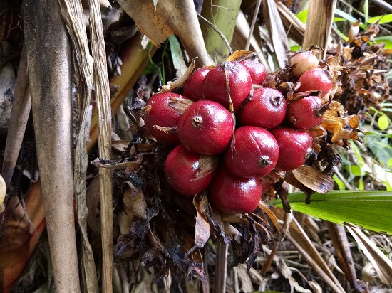 Thảo quả rất hợp với khí hậu, địa hình rừng núi ở Nậm Khắt.