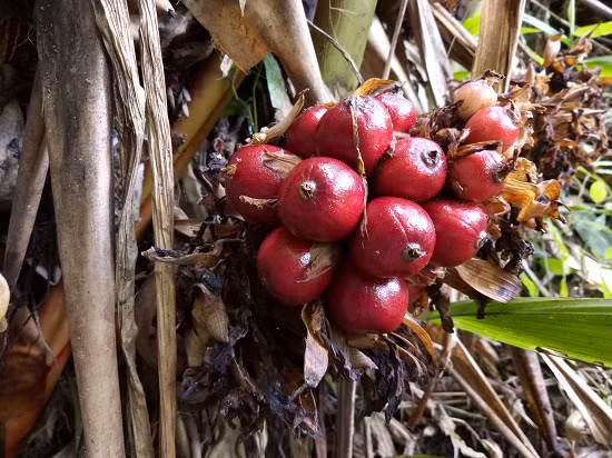 Thảo quả rất hợp với khí hậu, địa hình rừng núi ở Nậm Khắt.