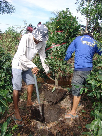 Dưới cái nắng chang chang, các nhân công vật lộn với gốc mai Tết. Họ phải dùng xà-beng bứng cây mai khỏi mặt đất rồi bó gốc lại gọn gàng.
