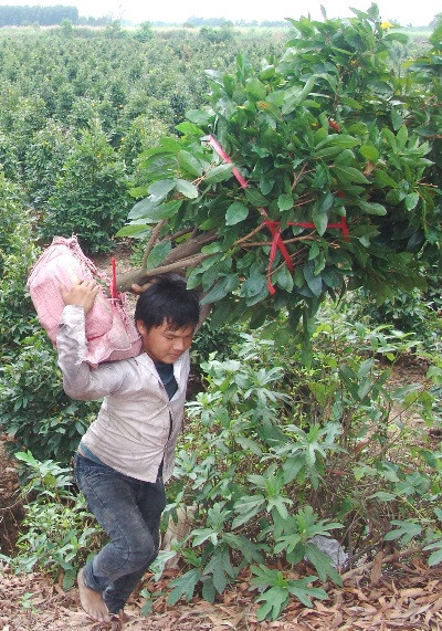 Thi thoảng vẫn bắt gặp những thanh thiếu niên vật vã cõng mai ra bến chờ.