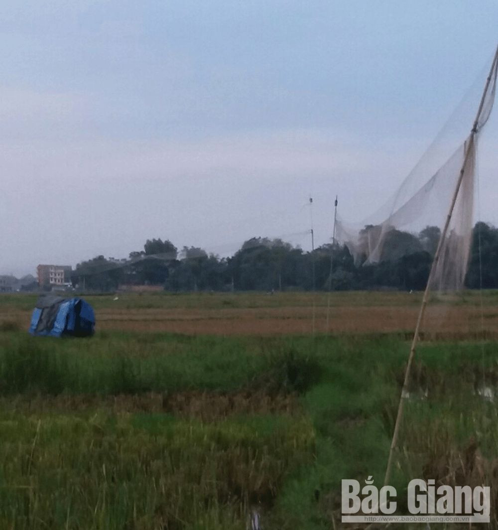 San bat tan diet chim troi: 