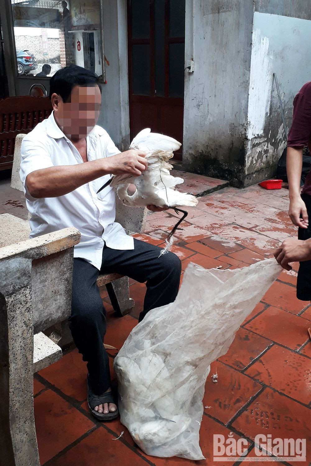 San bat tan diet chim troi: 