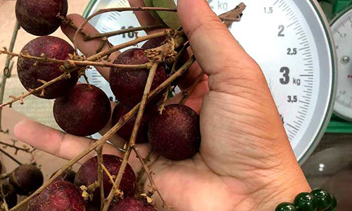 Loai qua duy nhat cua Viet Nam khien Thai Lan lung mua tung cay