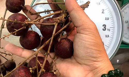 Loai qua duy nhat cua Viet Nam khien Thai Lan lung mua tung cay