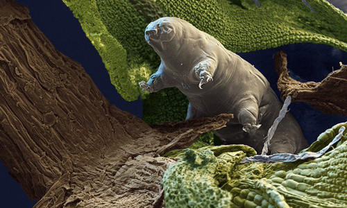 Bọ gấu nước có thể sống đến 30 năm mà không cần ăn hoặc uống Ảnh: EYE OF SCIENCE