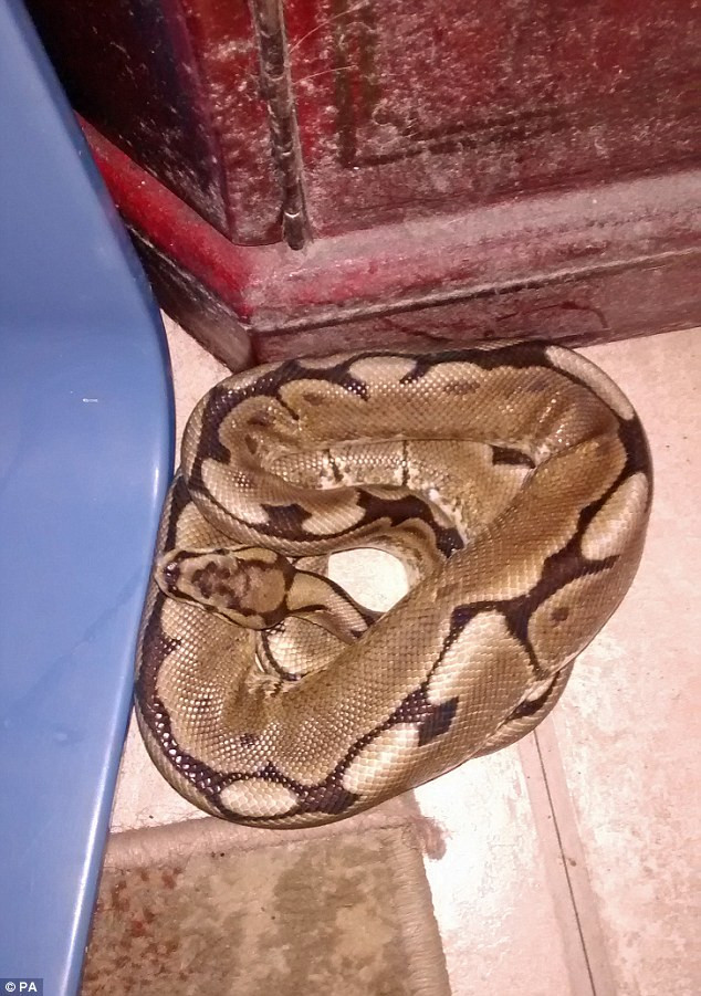 Con trăn được phát hiện ngủ chung giường với người phụ nữ hàng xóm.