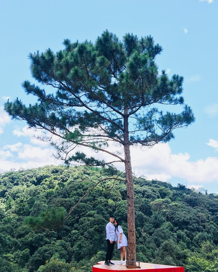 Nhìn từ xa, trái tim lơ lửng trên cây vừa cao vừa đáng sợ nhưng khi leo lên đây, nhìn cảnh vật xanh ngát xung quanh thì bao cảm giác lo lắng dường như tan biến đấy nhé. Chính vì điều này mà cộng đồng mê du lịch Đà Lạt đã truyền tai nhau đến check-in địa điểm này.