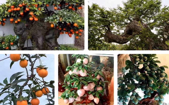 Những cây cảnh độc đáo các “đại gia” săn mua chơi Tết Nhung cay canh doc dao cac “dai gia” san mua choi Tet