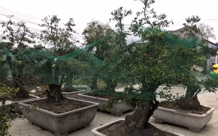 Thời điểm này những cây hồng đá trong vườn của ông Minh đã được khách đặt gần hết. (Ảnh: Bảo Phương/VietnamNet)