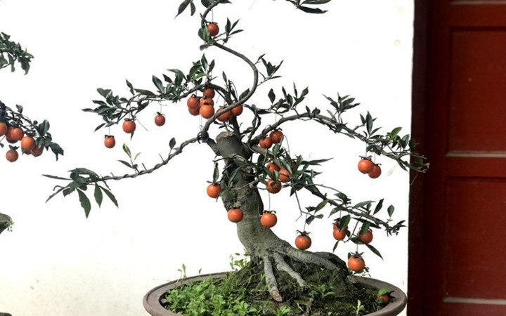 Hồng đá - loại cây cảnh chưng Tết còn khá mới mẻ trên thị trường Tết năm nay. (Ảnh: Bảo Phương/VietnamNet)